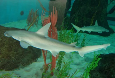Bonnethead — Markus from Sarasota / Wikimedia Commons / CC BY 2.0