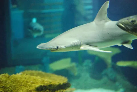 Bonnethead — Kelly McCarthy from Hamden, CT / Wikimedia Commons / CC BY-SA 2.0
