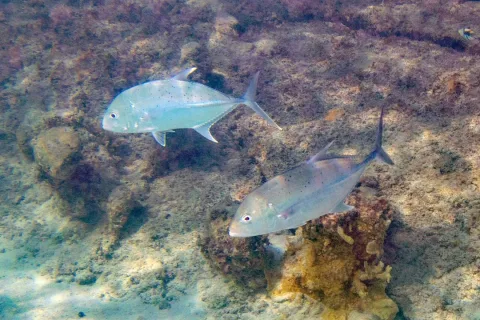 Brassy trevally — Paul Asman and Jill Lenoble / Wikimedia Commons / CC BY 2.0