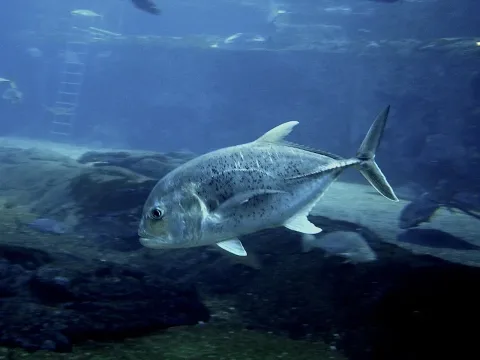 Brassy trevally — NasserHalaweh / Wikimedia Commons / CC BY-SA 4.0