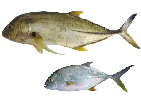 Brassy trevally — Claire Gentil (IFREMER, Délégation océan Indien (DOI), Département Ressources Biologiques et Environnement (RBE), F-9742 / Wikimedia Commons / CC BY 4.0