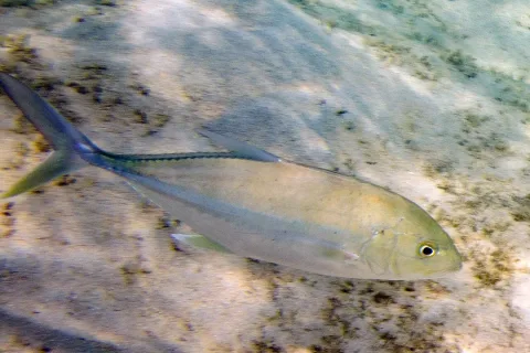 Brassy trevally — Paul Asman and Jill Lenoble / Wikimedia Commons / CC BY 2.0