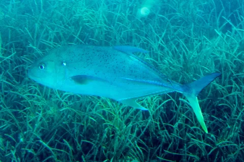 Brassy trevally — Paul Asman and Jill Lenoble / Wikimedia Commons / CC BY 2.0