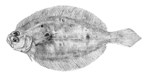 Brazilian flounder — GM. Woodward / Wikimedia Commons / Public domain