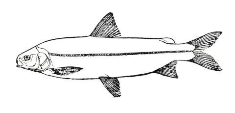 Broad whitefish — painter from Brockhaus and Efron Encyclopedic Dictionary / Wikimedia Commons / Public domain