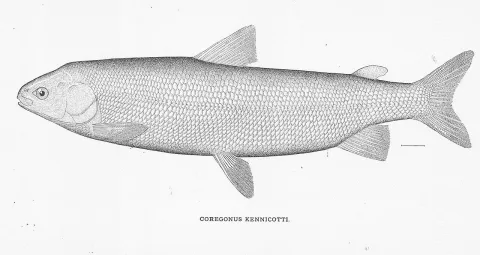 Broad whitefish — L. M. Turner / Wikimedia Commons / Public domain
