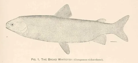 Broad whitefish — Marshall McDonald / Wikimedia Commons / Public domain