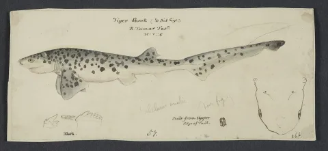 Broadnose sevengill shark — Frank Edward Clarke / Wikimedia Commons / Public domain