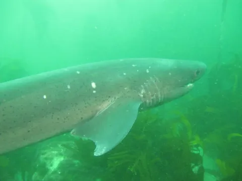 Broadnose sevengill shark — Derek Keats from Johannesburg, South Africa / Wikimedia Commons / CC BY 2.0