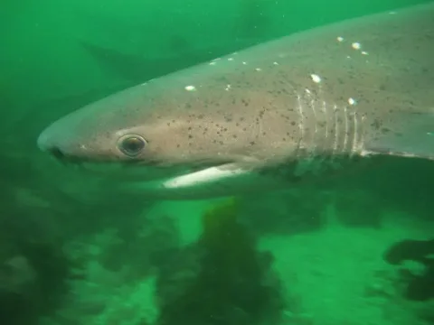 Broadnose sevengill shark — derekkeats / Wikimedia Commons / CC BY-SA 2.0