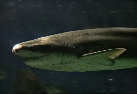 Broadnose sevengill shark — José María Pérez Nuñez from Buenos Aires, Argentina / Wikimedia Commons / CC BY-SA 2.0