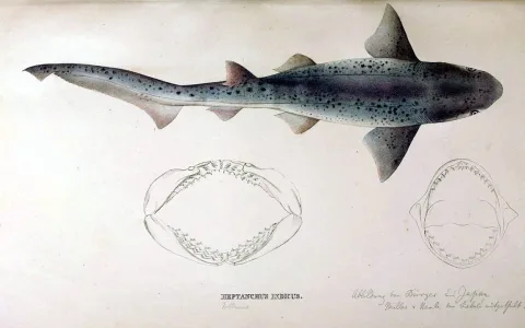 Broadnose sevengill shark — MÜLLER, J. &amp; HENLE, F.G.J. (1841) / Wikimedia Commons / Public domain