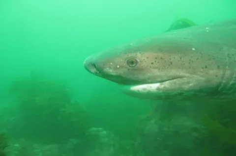 Broadnose sevengill shark — Derek Keats from Johannesburg, South Africa / Wikimedia Commons / CC BY 2.0