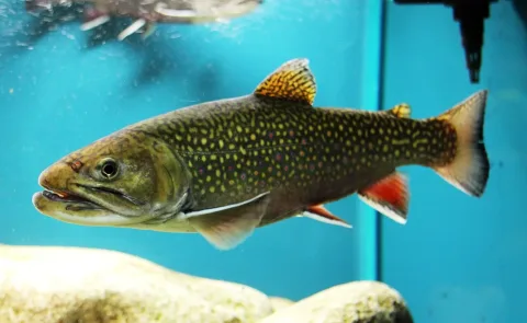 Brook trout — Karelj / Wikimedia Commons / Public domain