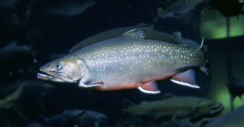 Brook trout — Engbretson, Eric / Wikimedia Commons / Public domain
