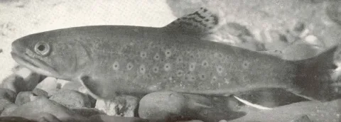 Brook trout — Robert Wilson Shufeldt / Wikimedia Commons / Public domain