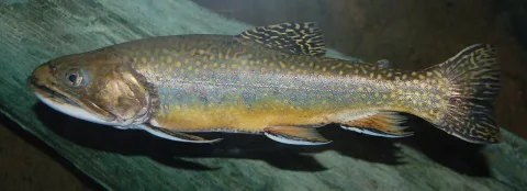 Brook trout — Photo by and (C)2007 Derek Ramsey (Ram-Man) / Wikimedia Commons / CC BY-SA 2.5