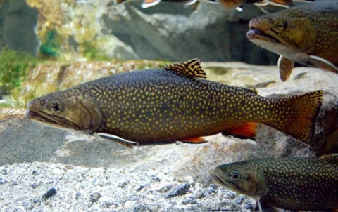 Brook trout — The original uploader was Marrabbio2 at Italian Wikipedia. / Wikimedia Commons / CC BY-SA 3.0