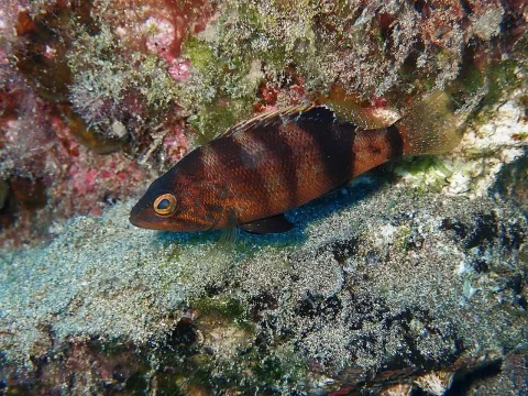 Brown comber — donaldavesne / Wikimedia Commons / CC BY 4.0