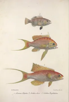 Brown comber — Biodiversity Heritage Library / Wikimedia Commons / Public domain