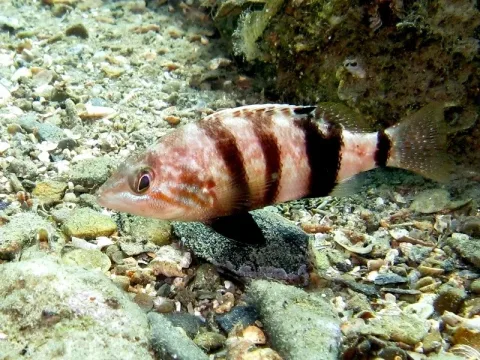 Brown comber — Roberto Pillon / Wikimedia Commons / CC BY 3.0
