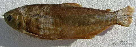 Brycon orbignyanus — xenujavr / Wikimedia Commons / CC BY-SA 4.0