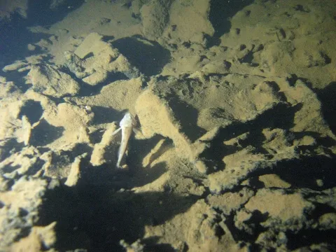 Bullhead — Caver tim / Wikimedia Commons / CC BY-SA 4.0