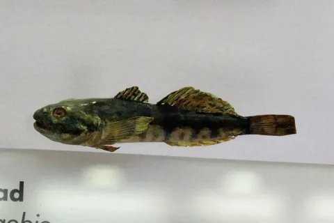Bullhead — Emőke Dénes / Wikimedia Commons / CC BY-SA 4.0