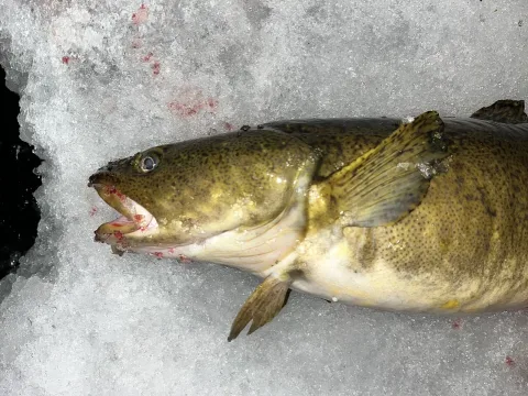 Burbot — Dustin Snider / Wikimedia Commons / CC BY 4.0