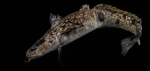 Burbot — USFWS Mountain-Prairie / Wikimedia Commons / Public domain