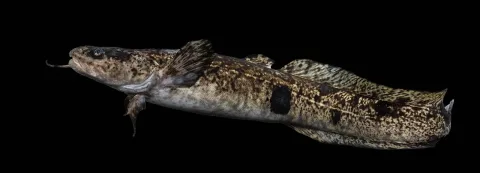 Burbot — USFWS Mountain-Prairie / Wikimedia Commons / Public domain