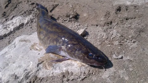 Burbot — Krüger / Wikimedia Commons / Public domain