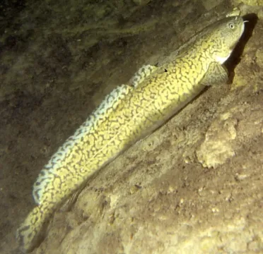 Burbot — Wikimedia Commons / CC BY-SA 3.0