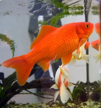 Goldfish — No machine-readable author provided. Heptagon assumed (based on copyright claims). / Wikimedia Commons / Public domain