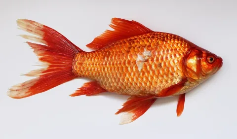Goldfish — George Chernilevsky / Wikimedia Commons / Public domain
