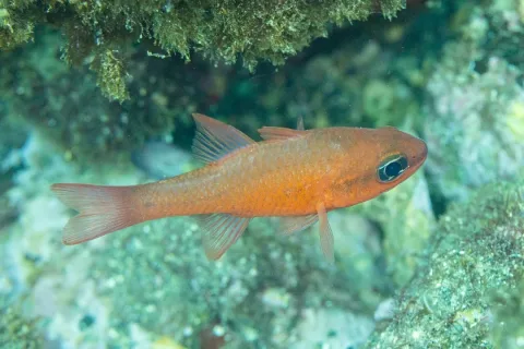 Cardinal fish — Diego Delso / Wikimedia Commons / CC BY-SA 4.0