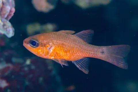Cardinal fish — Diego Delso / Wikimedia Commons / CC BY-SA 4.0