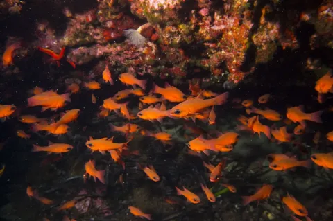 Cardinal fish — Carrara Guido - And family / Wikimedia Commons / CC BY 2.0