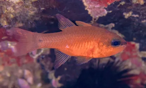 Cardinal fish — Diego Delso / Wikimedia Commons / CC BY-SA 4.0