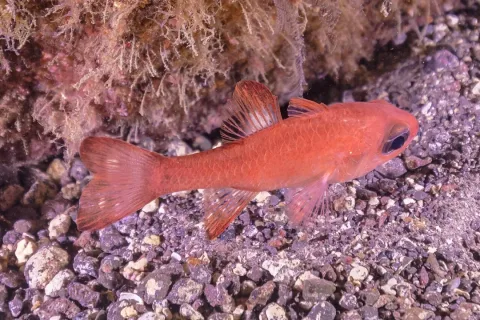 Cardinal fish — Diego Delso / Wikimedia Commons / CC BY-SA 4.0