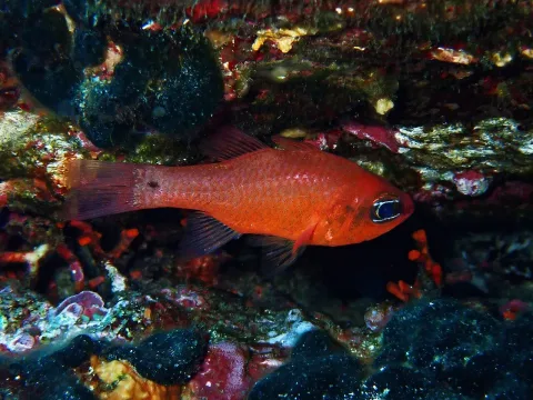 Cardinal fish — Donald Davesne / Wikimedia Commons / CC BY 2.0