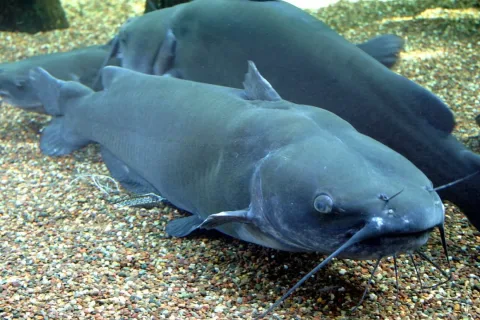 Channel catfish — Ryan Somma / Wikimedia Commons / CC BY-SA 2.0