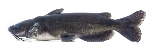 Channel catfish — USFWS Mountain Prairie / Wikimedia Commons / Public domain