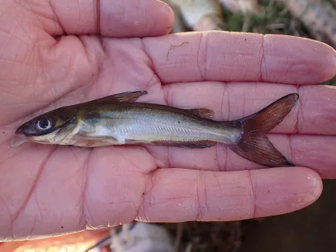 Channel catfish — Fishes of Texas team / Wikimedia Commons / CC BY-SA 4.0