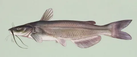 Channel catfish — Duane Raver / Wikimedia Commons / Public domain