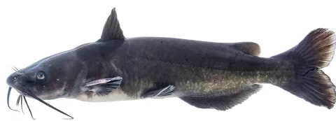 Channel catfish — USFWS Mountain Prairie / Wikimedia Commons / Public domain