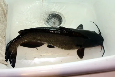 Channel catfish — Hardyplants / Wikimedia Commons / CC0