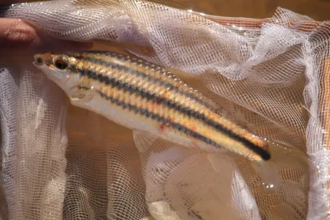 Characin — Ramon and Suzanne Vargas / Wikimedia Commons / CC BY-SA 4.0