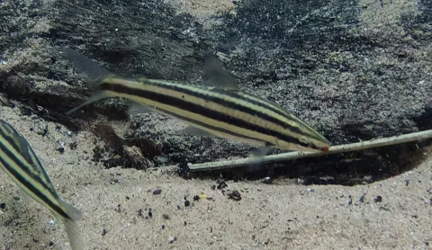 Characin — Donald Davesne / Wikimedia Commons / CC BY 4.0