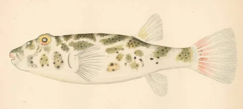 Checkered puffer — Barton Warren Evermann / Millard Caleb Marsh / Wikimedia Commons / Public domain